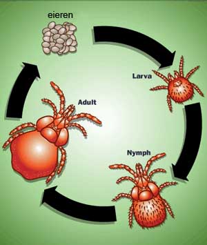 De levenscyclus van de herfstmijt. Volwassen mijten leggen eieren, deze komen in de zomer uit, de larvale mijten gaan nadat ze zich gevoed hebben over in nymphen en hieruit ontstaan de volwassen mijten. 